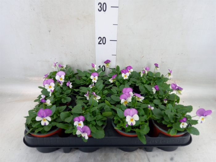 <h4>Viola corn. 'Evo Mini Lavender Pk'</h4>