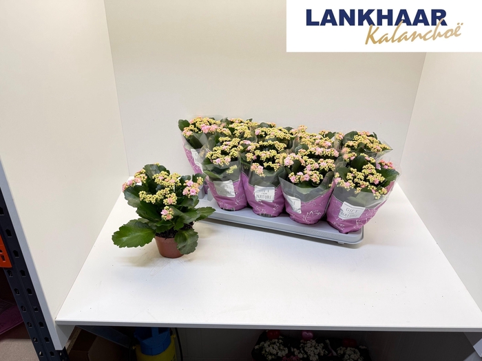 KAL GE PERFECTA PINK