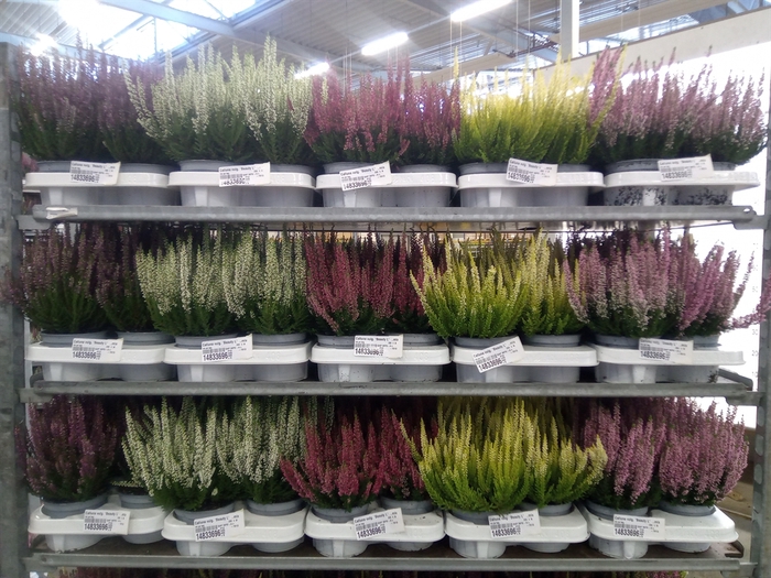 <h4>Calluna vulg. 'Beauty L'  ..mix</h4>