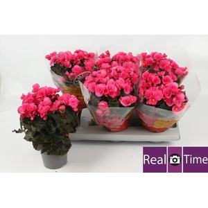 BEG HL ADONIA PINK