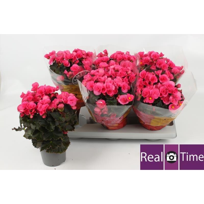 <h4>BEG HL ADONIA PINK</h4>
