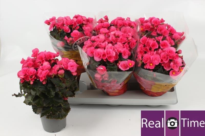 <h4>BEG HL ADONIA PINK</h4>