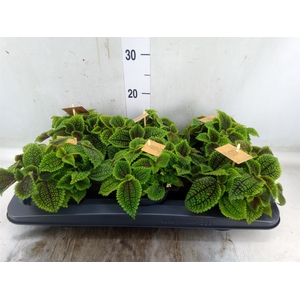 Pilea alumi
