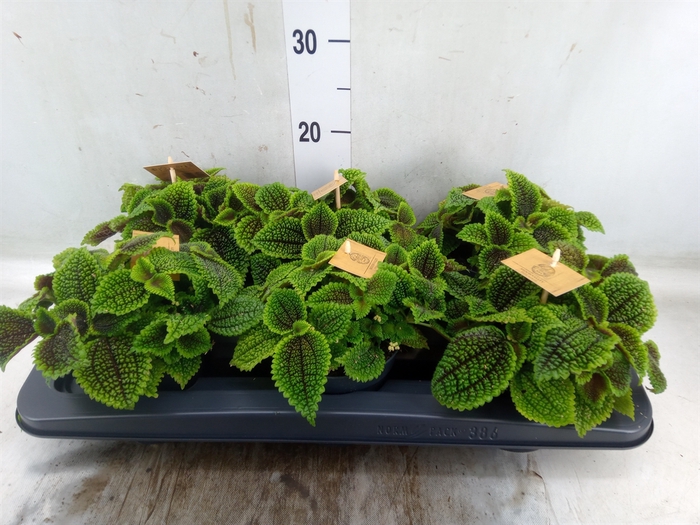 <h4>Pilea alumi</h4>