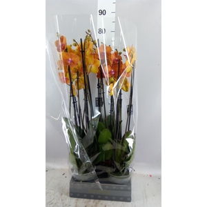 Phalaenopsis  'Ant Bologna'