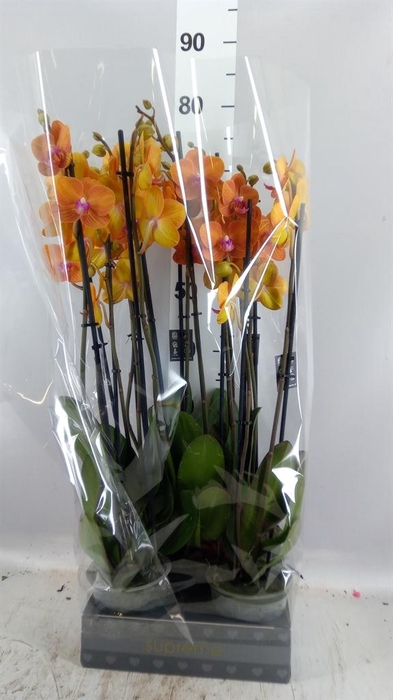 <h4>Phalaenopsis  'Ant Bologna'</h4>