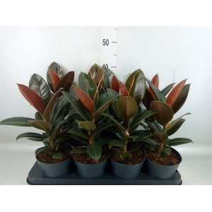 Ficus elastica 'Melany'