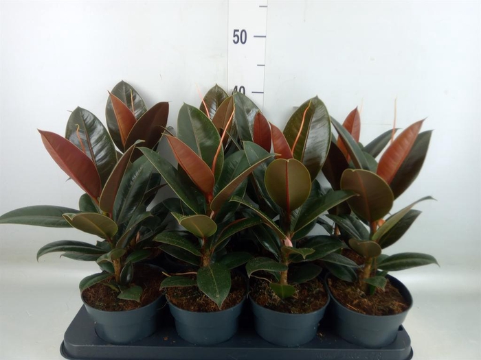 <h4>Ficus elastica 'Melany'</h4>