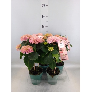 Hydrangea mac. 'Magical Revolution'