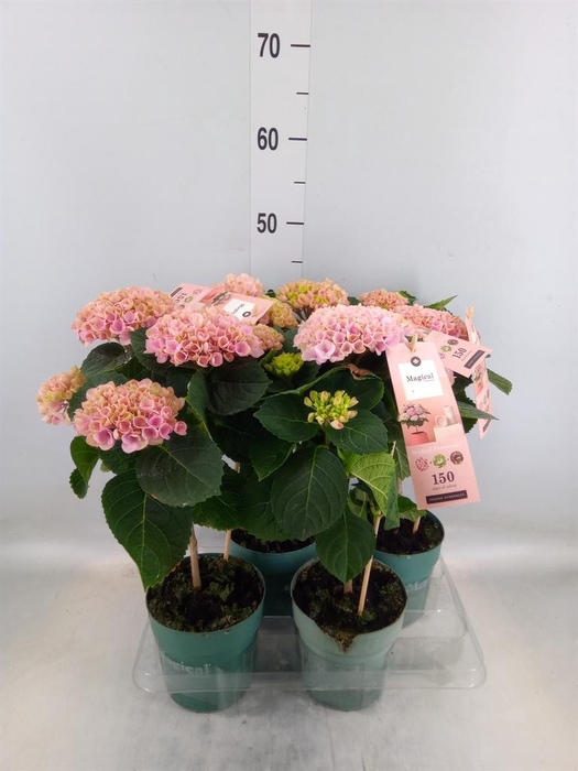 <h4>Hydrangea mac. 'Magical Revolution'</h4>