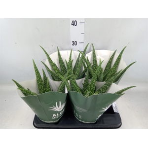 Aloe  'Tropical'