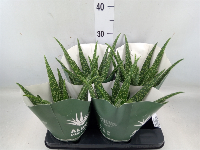 <h4>Aloe  'Tropical'</h4>