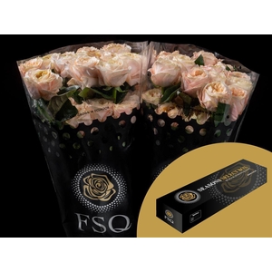 R GR Melon Xpression