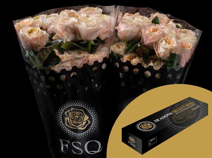 <h4>R GR Melon Xpression</h4>