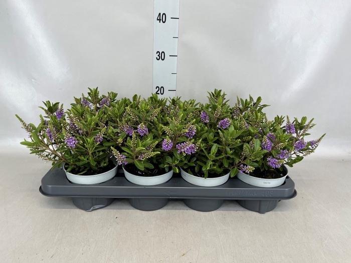 <h4>Hebe  'All Blooms Banila'</h4>