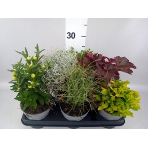 Vaste pltn   ...mix 6  [Perennials]