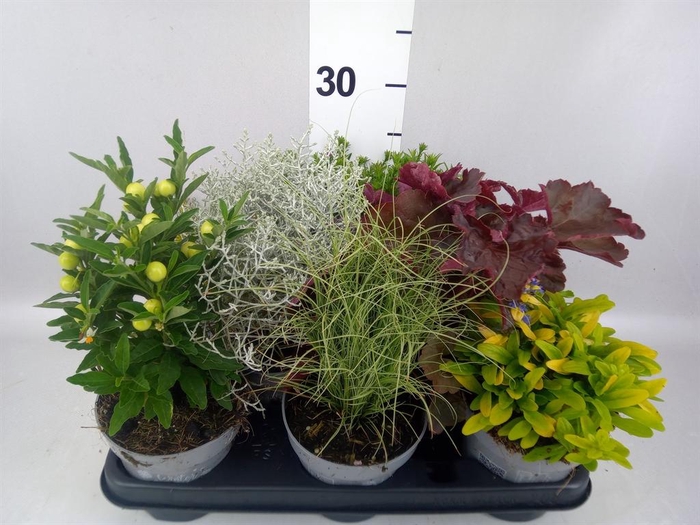 <h4>Vaste pltn   ...mix 6  [Perennials]</h4>