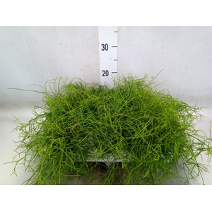 Rhipsalis cassutha