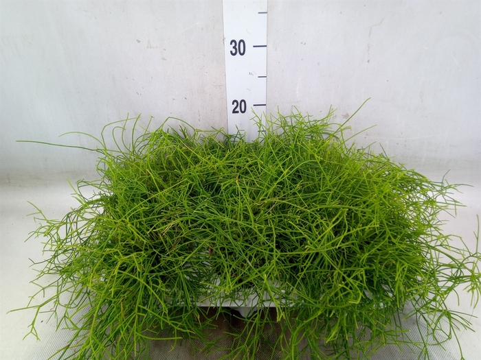 <h4>Rhipsalis cassutha</h4>