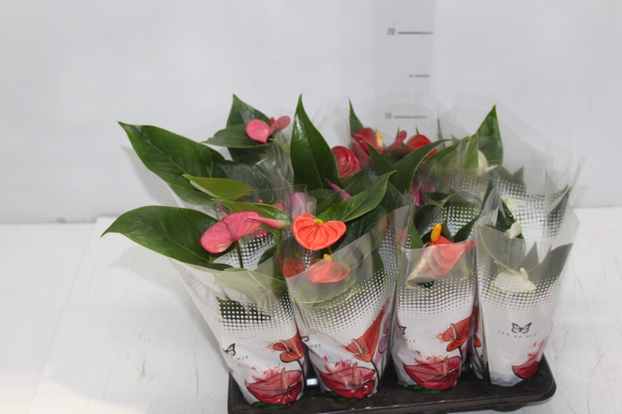 <h4>ANTHURIUM VARIADO P06</h4>