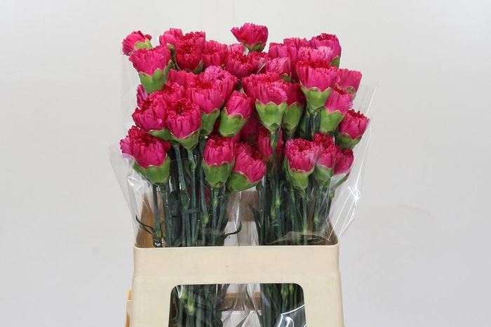 <h4>Dianthus St Bizet</h4>