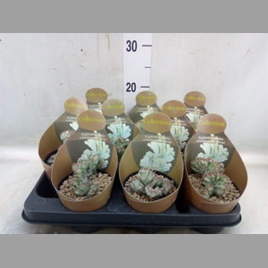 Euphorbia lactea 'Cristata'
