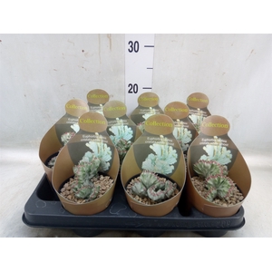 Euphorbia lactea 'Cristata'