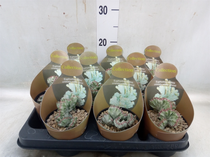 <h4>Euphorbia lactea 'Cristata'</h4>