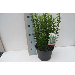 Euonymus jap. pulchellus