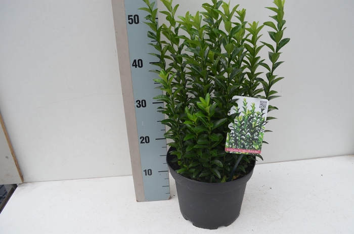 <h4>Euonymus jap. pulchellus</h4>