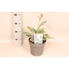 vaste planten 19 cm  Hosta Halcyon afd.1