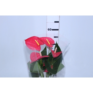 ANTHURIO MAINE P17 ROSA