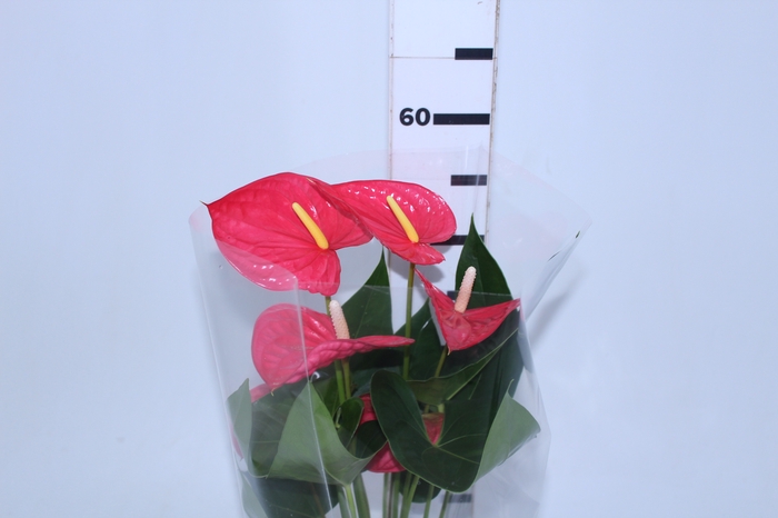 ANTHURIO MAINE P17 ROSA