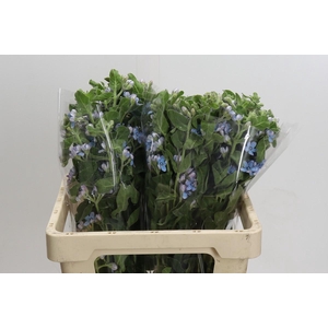 Oxypetalum Tweedia Blue