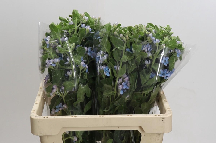 Oxypetalum Tweedia Blue