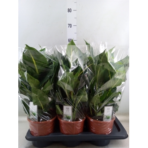 Dieffenbachia  'Green Magic'