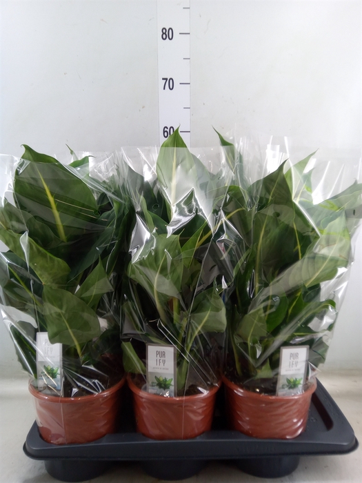 <h4>Dieffenbachia  'Green Magic'</h4>