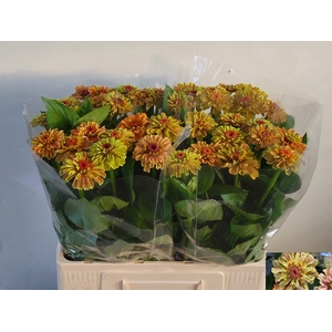ZINNIA ELEGANS