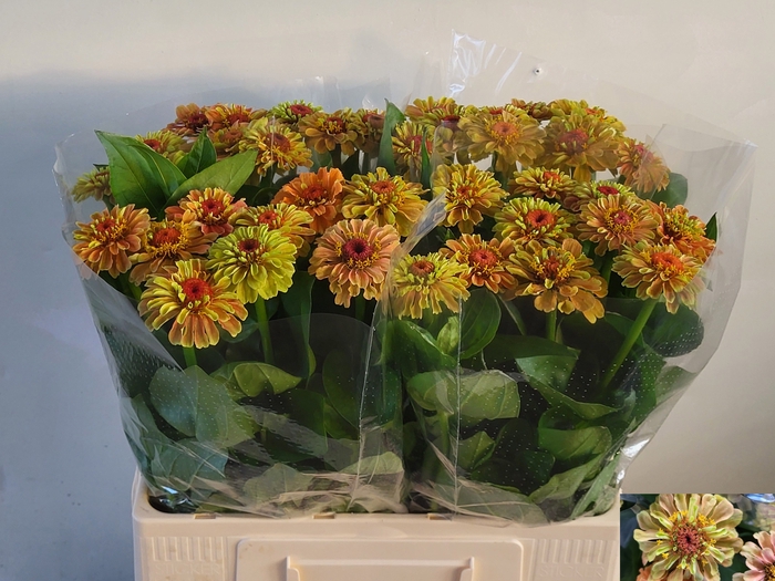 <h4>ZINNIA ELEGANS</h4>