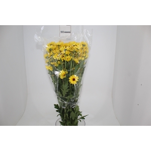 CRISANTEMO SANTINI CRATO 080 CM