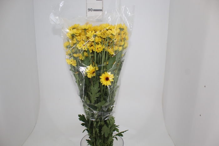 <h4>CRISANTEMO SANTINI CRATO 080 CM</h4>
