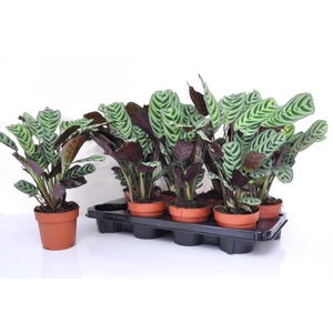 Ctenanthe Burle-marxii 12Ø 30cm