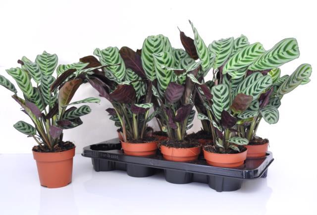 Ctenanthe Burle-marxii 12Ø 30cm