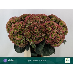 Hydr Opal Classic 80 cm Vicini