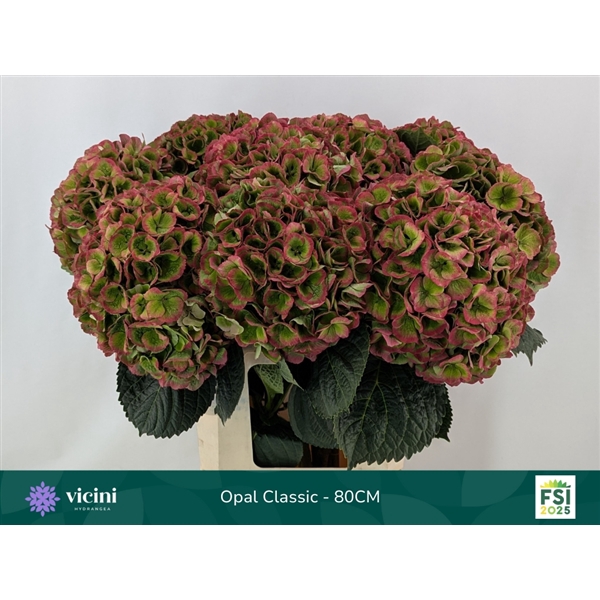<h4>Hydr Opal Classic 80 cm Vicini</h4>