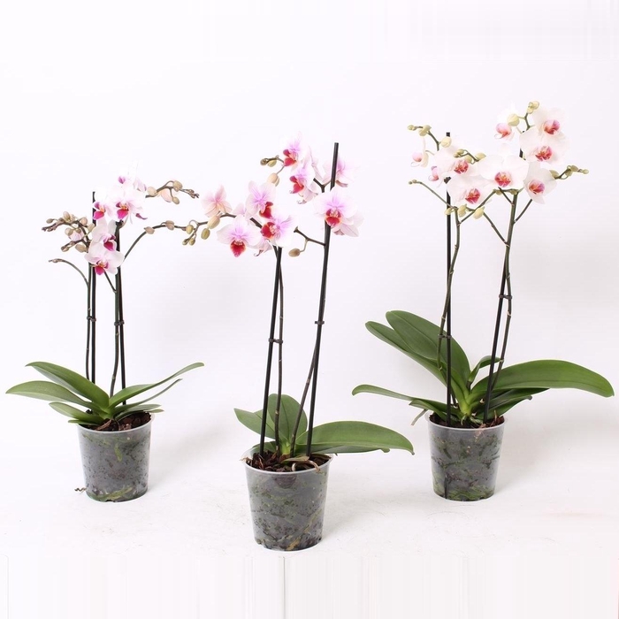 <h4>Phal. Multiflora 2-tak "Red lip tinten"</h4>