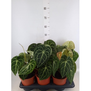 Anthurium clarinervium