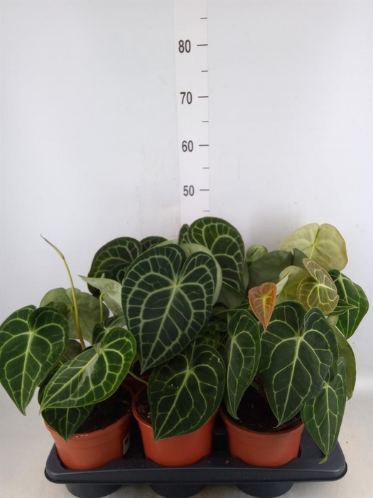 <h4>Anthurium clarinervium</h4>