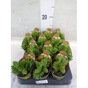 Crassula   ...