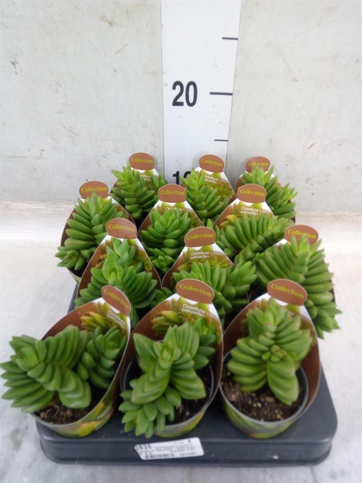 <h4>Crassula   ...</h4>